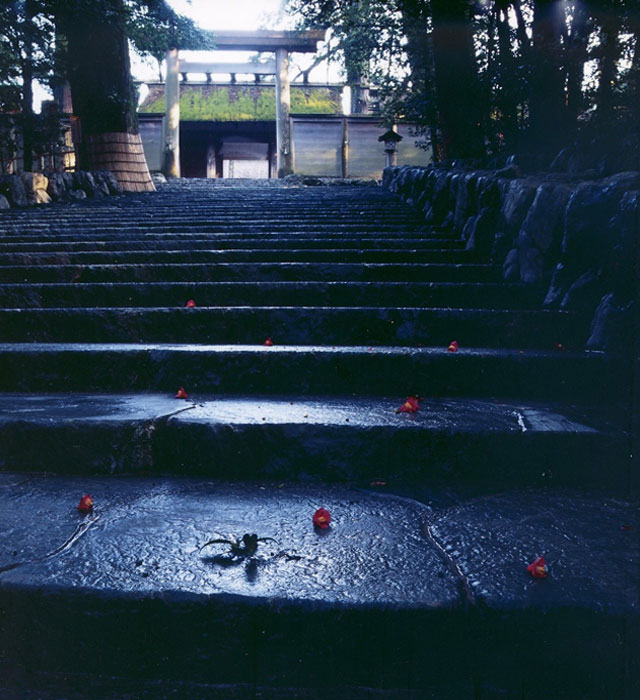 伊勢神宮写真集 落椿